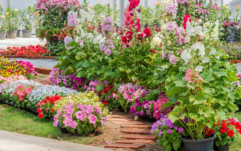 Best Ornamental Plants Dealers In Surat